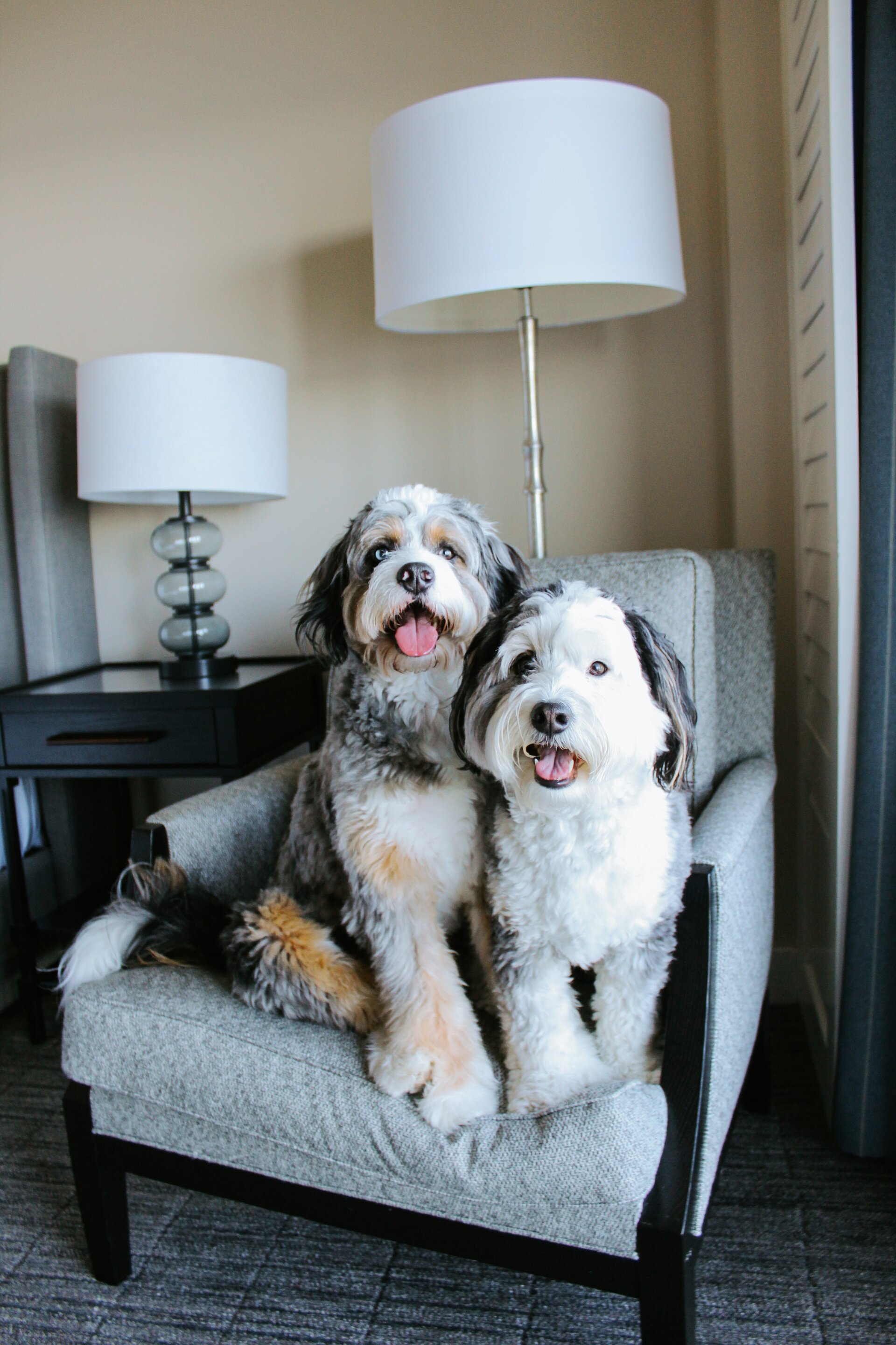 dogs sitting in chair in pet friendly hotel room